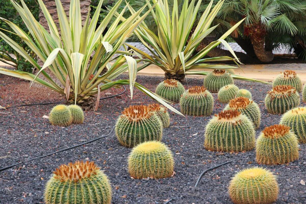 Cactus garden desert landscaping ideas