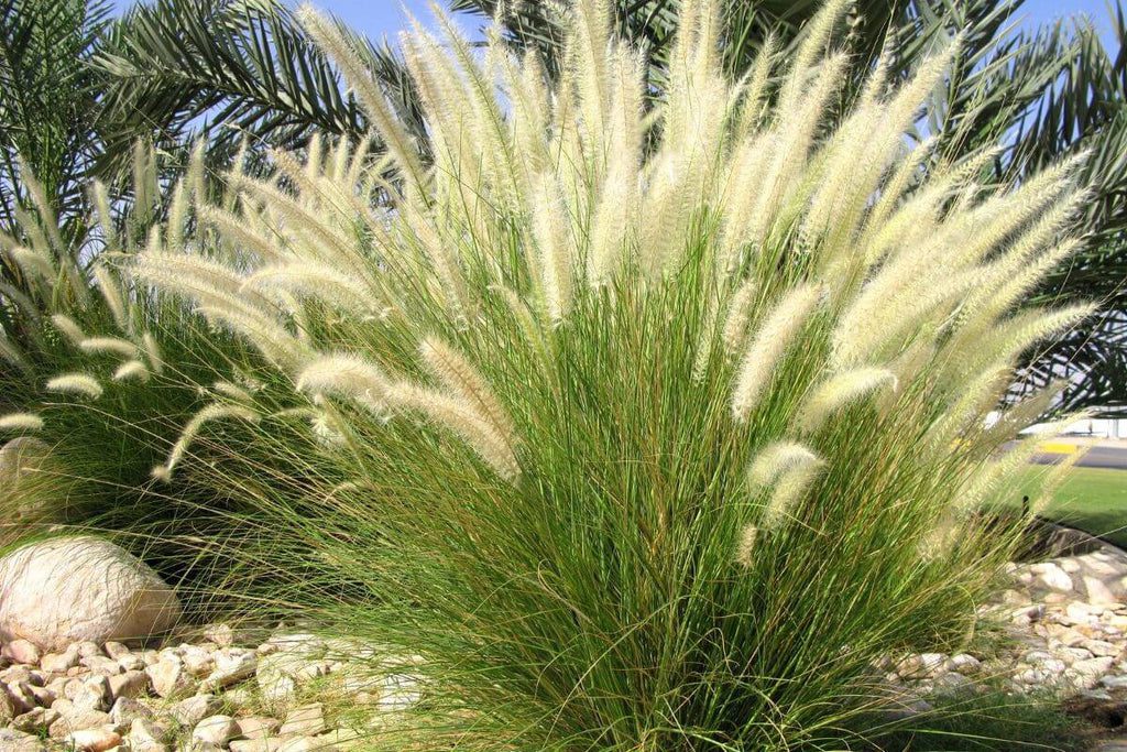 ornamental garden grass
